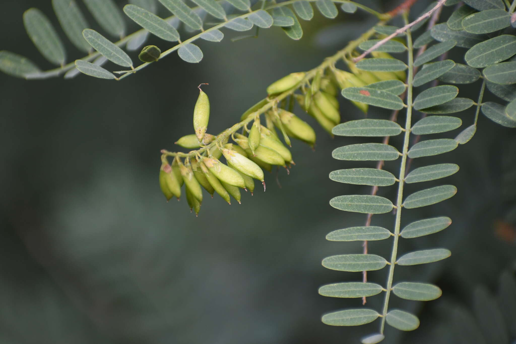 Imagem de Eysenhardtia orthocarpa (A. Gray) S. Watson