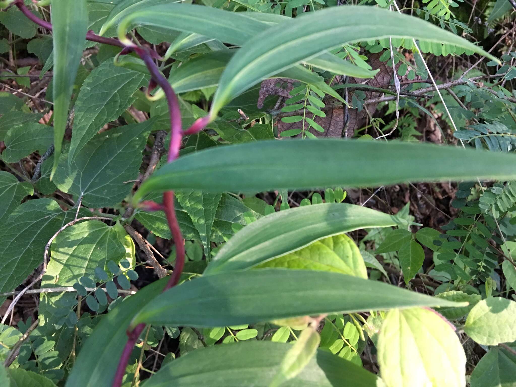 Image of Bomarea edulis (Tussac) Herb.