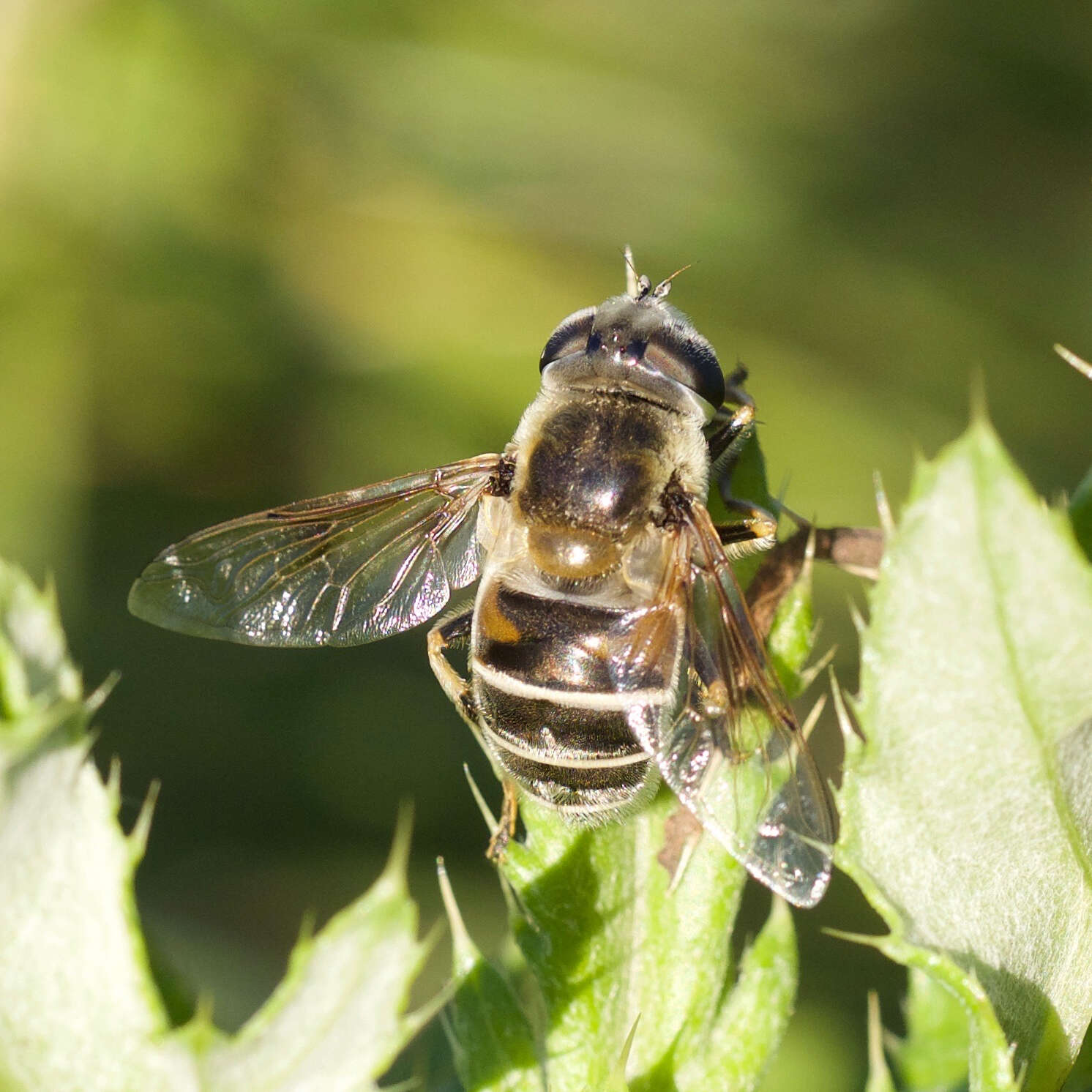 Image of Yellow-shouldered Drone Fly