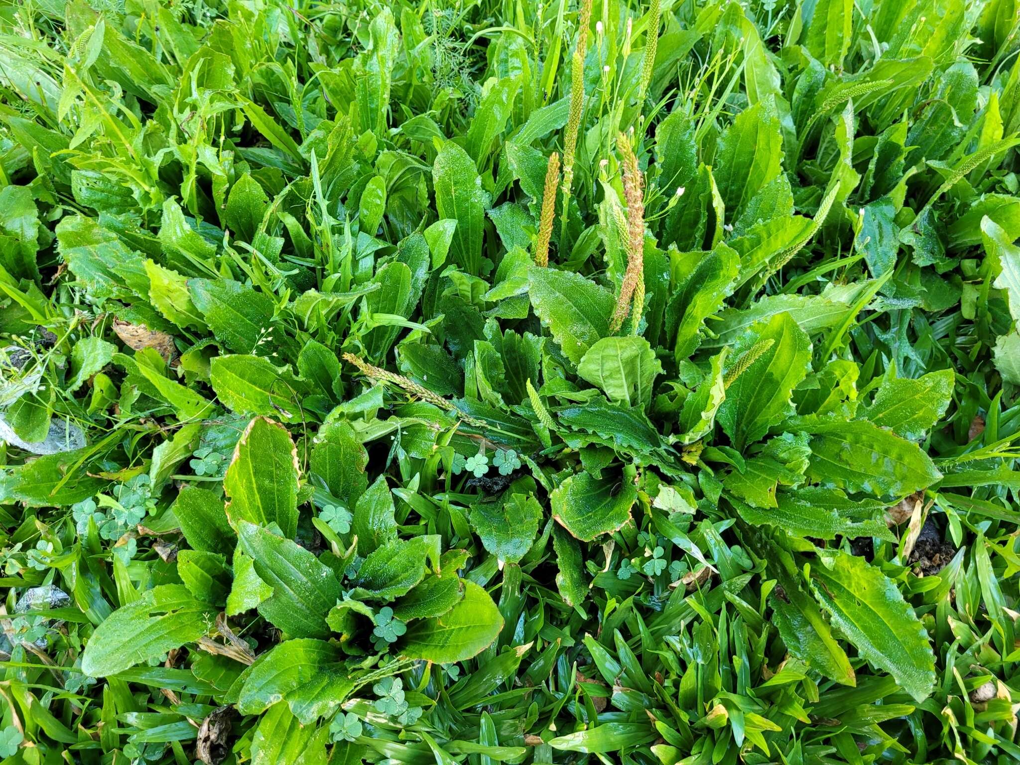 Image of Mexican plantain