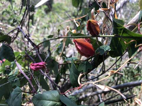 Image of Passiflora aurantia Forst. fil.