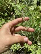 Muhlenbergia californica Vasey resmi