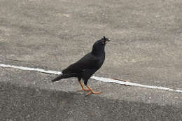 Image of Crested Myna