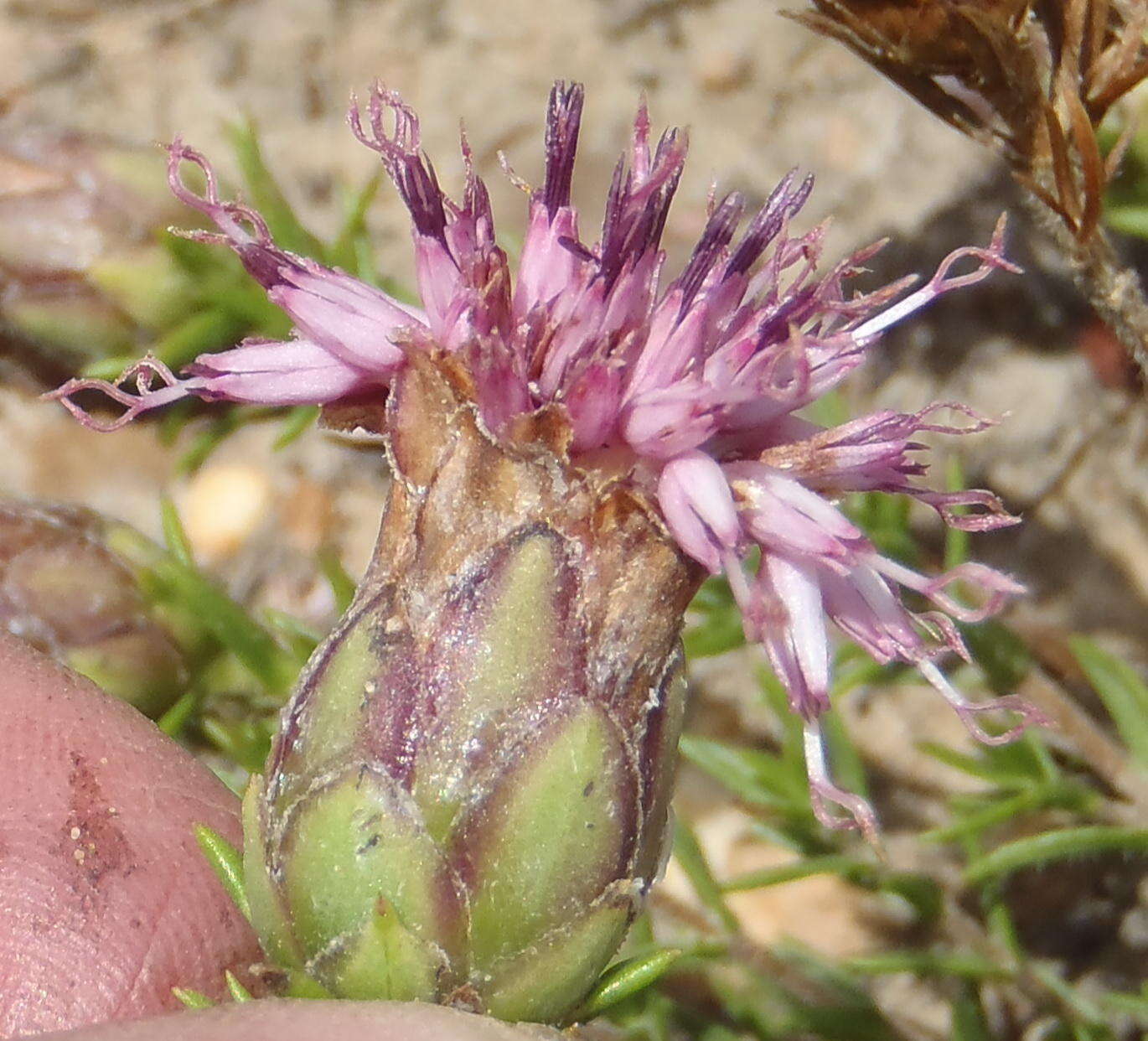 Sivun Pteronia hirsuta L. fil. kuva