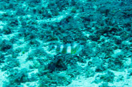 Image of Whitepatch razorfish