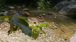 Image of Oriental Beech