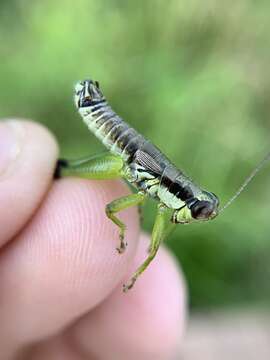 Слика од Melanoplus gracilis (Bruner & L. 1876)