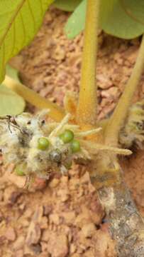 Imagem de Vitex waterlotii Danguy