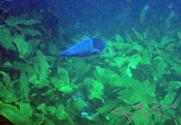 Image of Blue Spotted Wrasse