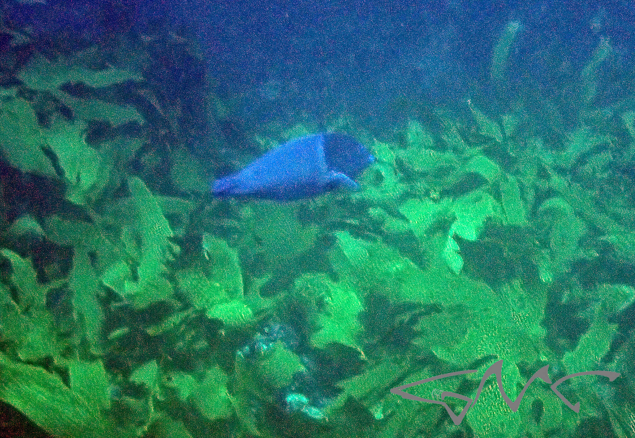 Image of Blue Spotted Wrasse