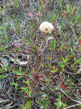 Image of Siberian sea thrift