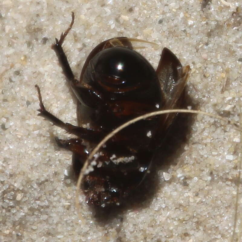 Image of black lawn beetle