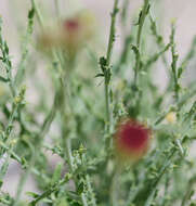 Image of Cooper's dogweed