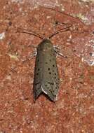 Image of Mimosa Webworm Moth