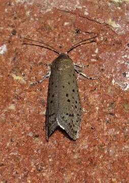 Image of Mimosa Webworm Moth