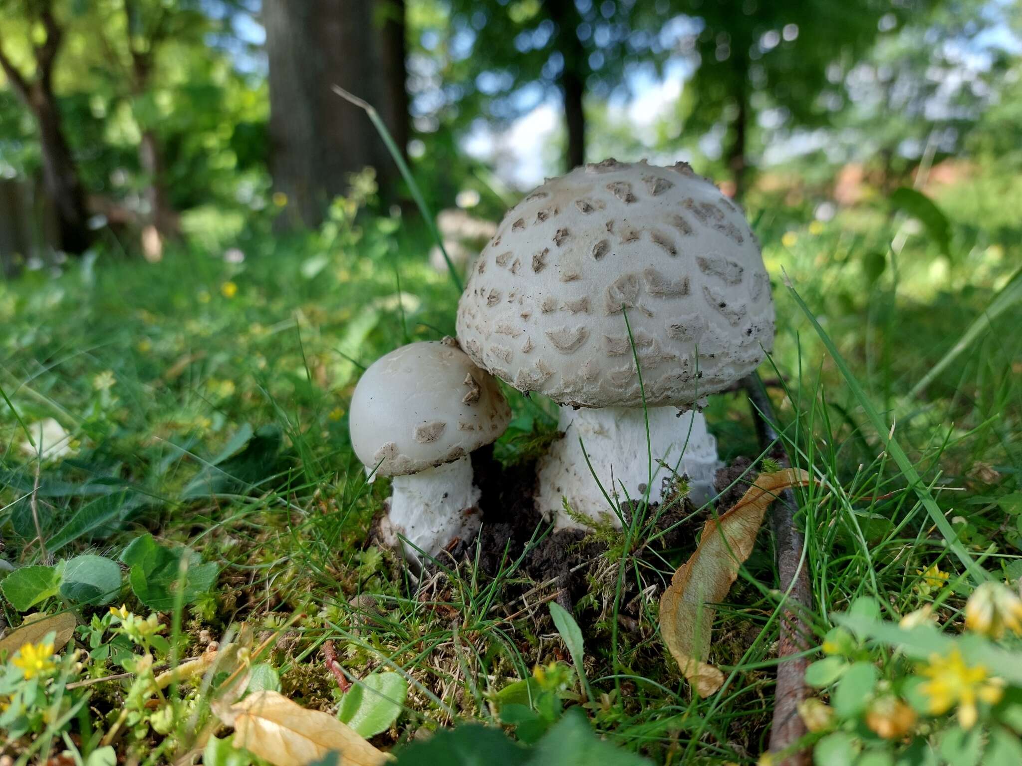 Image of Amanita strobiliformis (Paulet ex Vittad.) Bertill. 1866