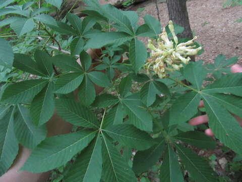 Sivun Aesculus sylvatica W. Bartram kuva