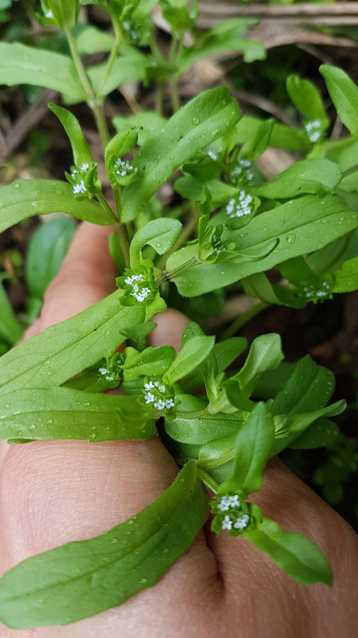 Image of European cornsalad