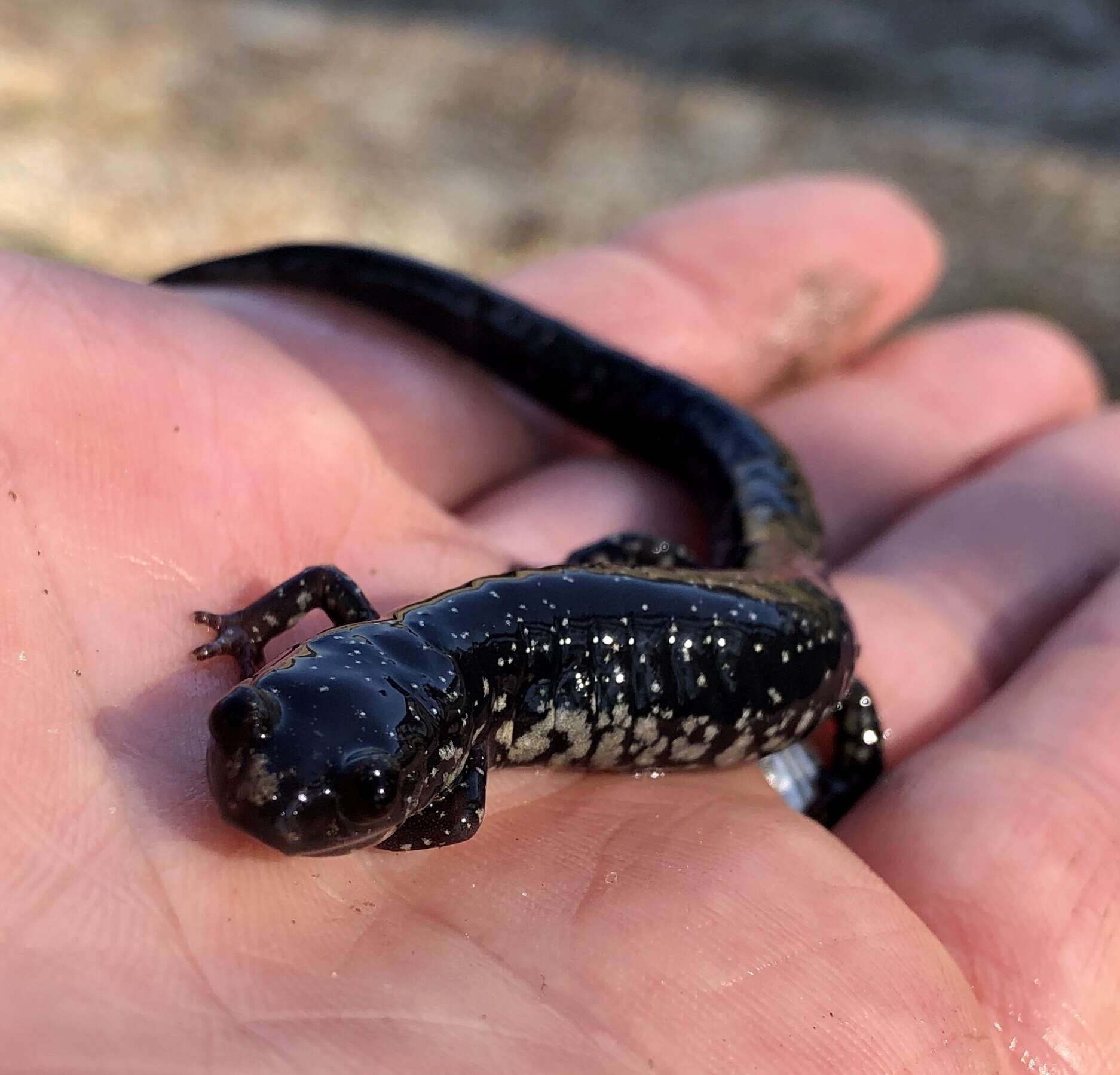 Plethodon chlorobryonis Mittleman 1951 resmi