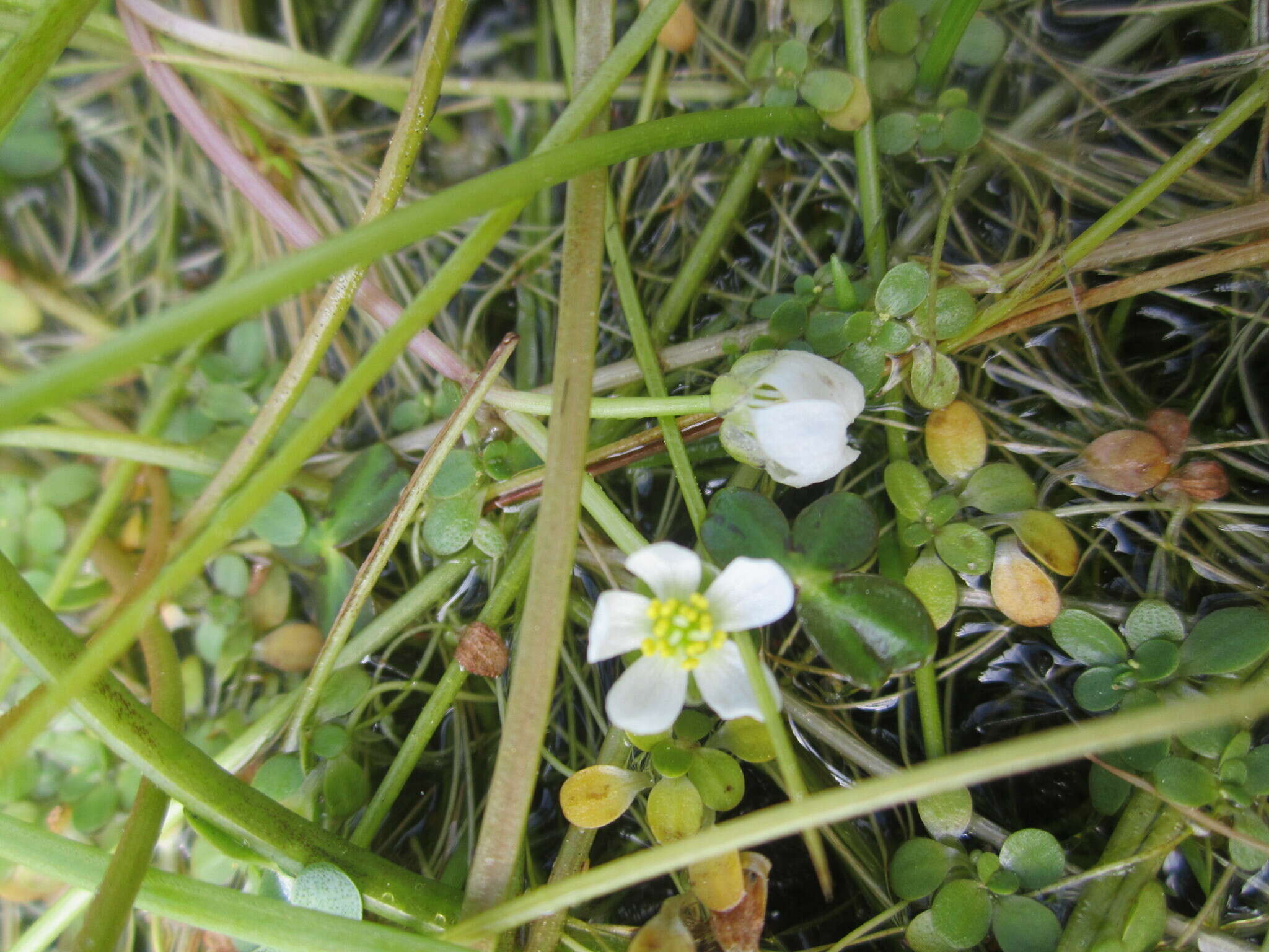 Image of Lobb's Water-Crowfoot