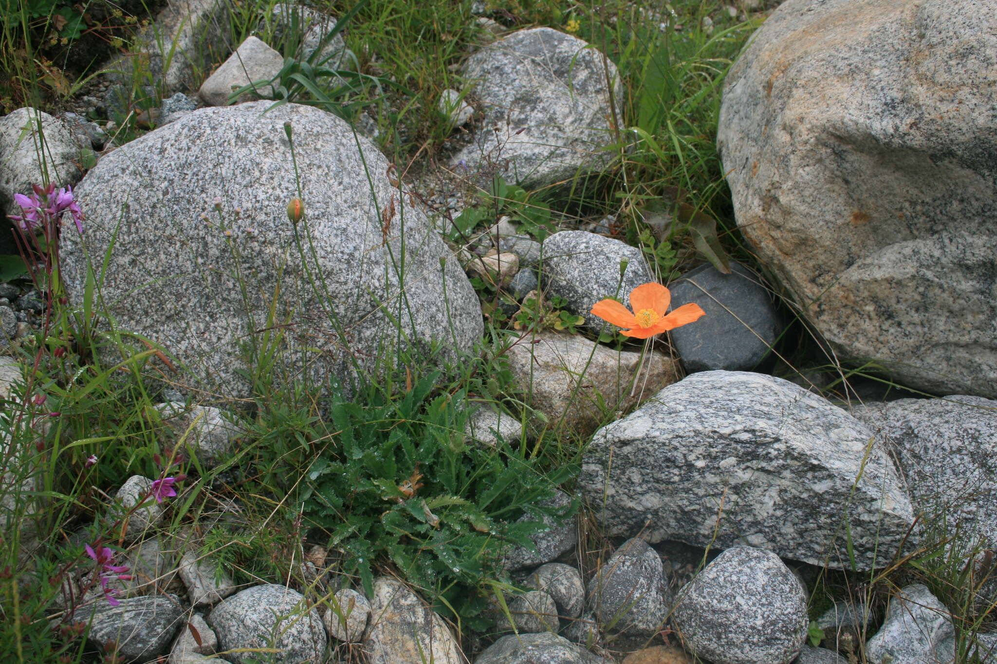 Sivun Papaver lisae N. Busch kuva