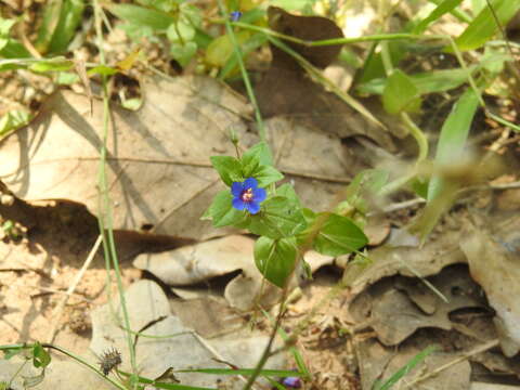 Imagem de Lysimachia foemina (Mill.) U. Manns & Anderb.