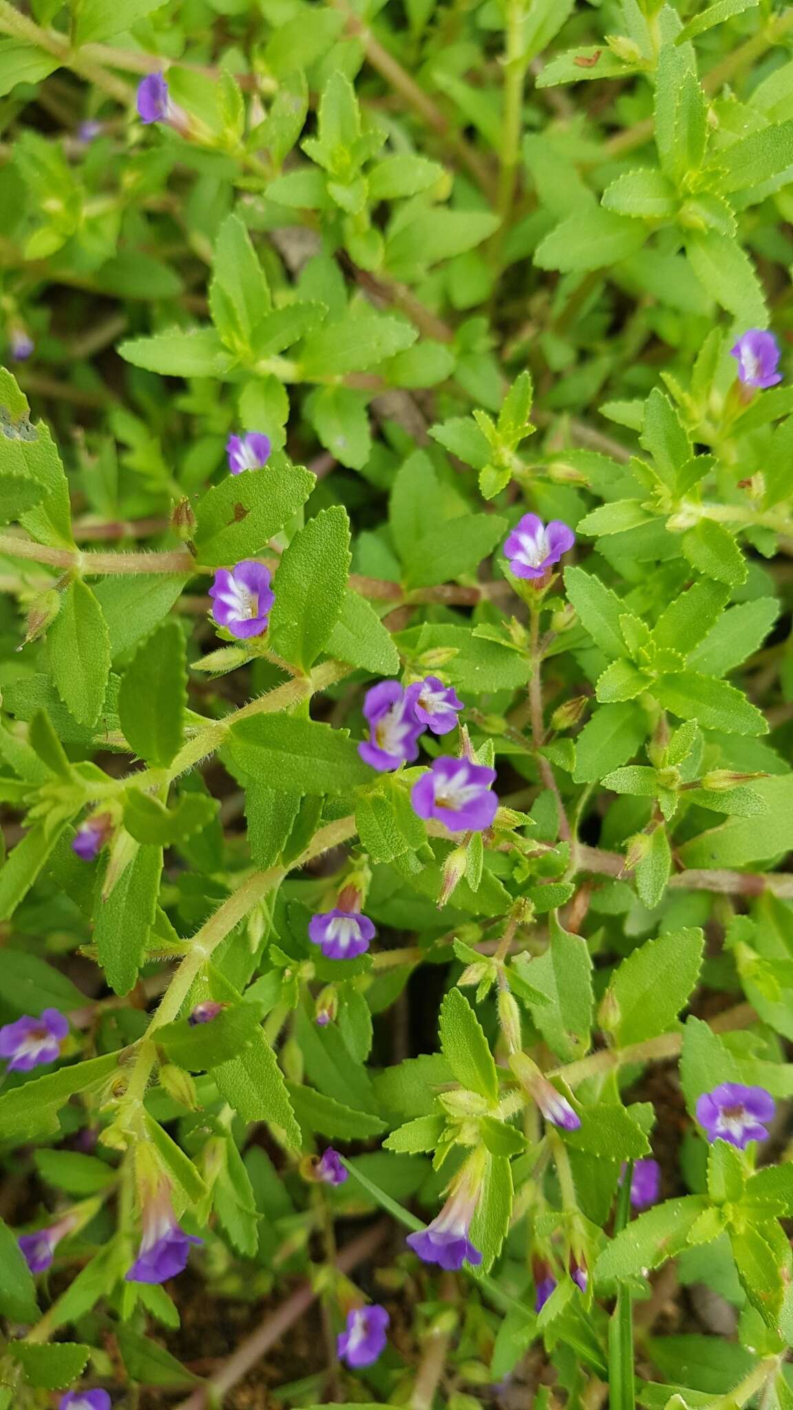 Image of Rice Paddy Herb