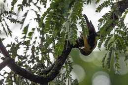 Image of Brown-capped Weaver