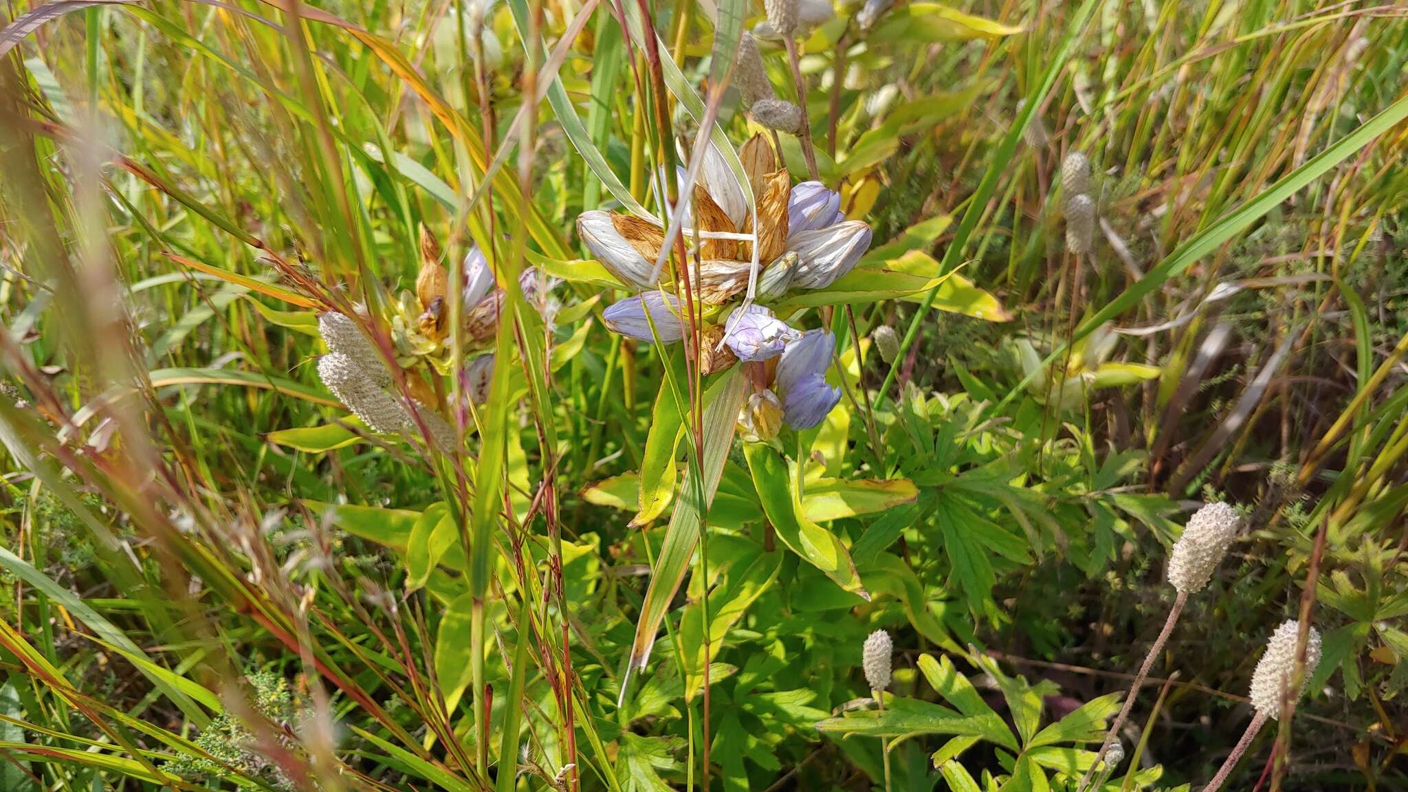 Image of gentian