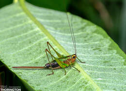 Слика од Conocephalus (Conocephalus) nigropleurum (Bruner & L. 1891)