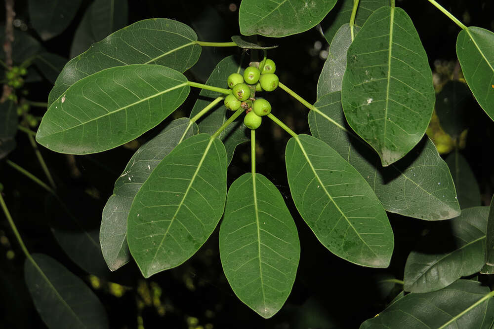Image of Ficus luschnathiana (Miq.) Miq.