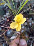 Image of Chamaecrista lateriticola (R. Vig.) Du Puy