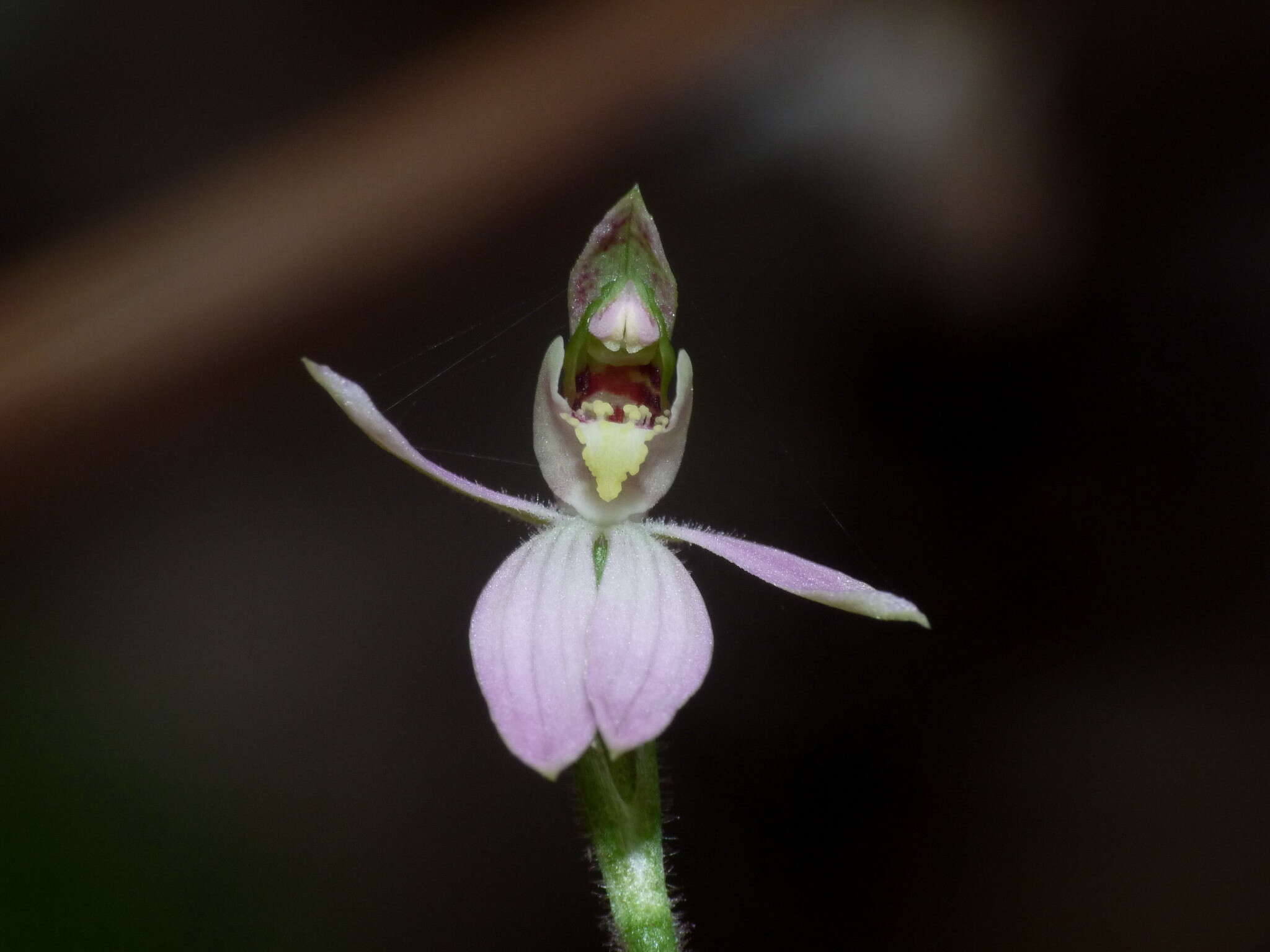 Image de Caladenia variegata Colenso