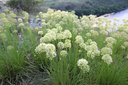 Image of Allium flavescens Besser