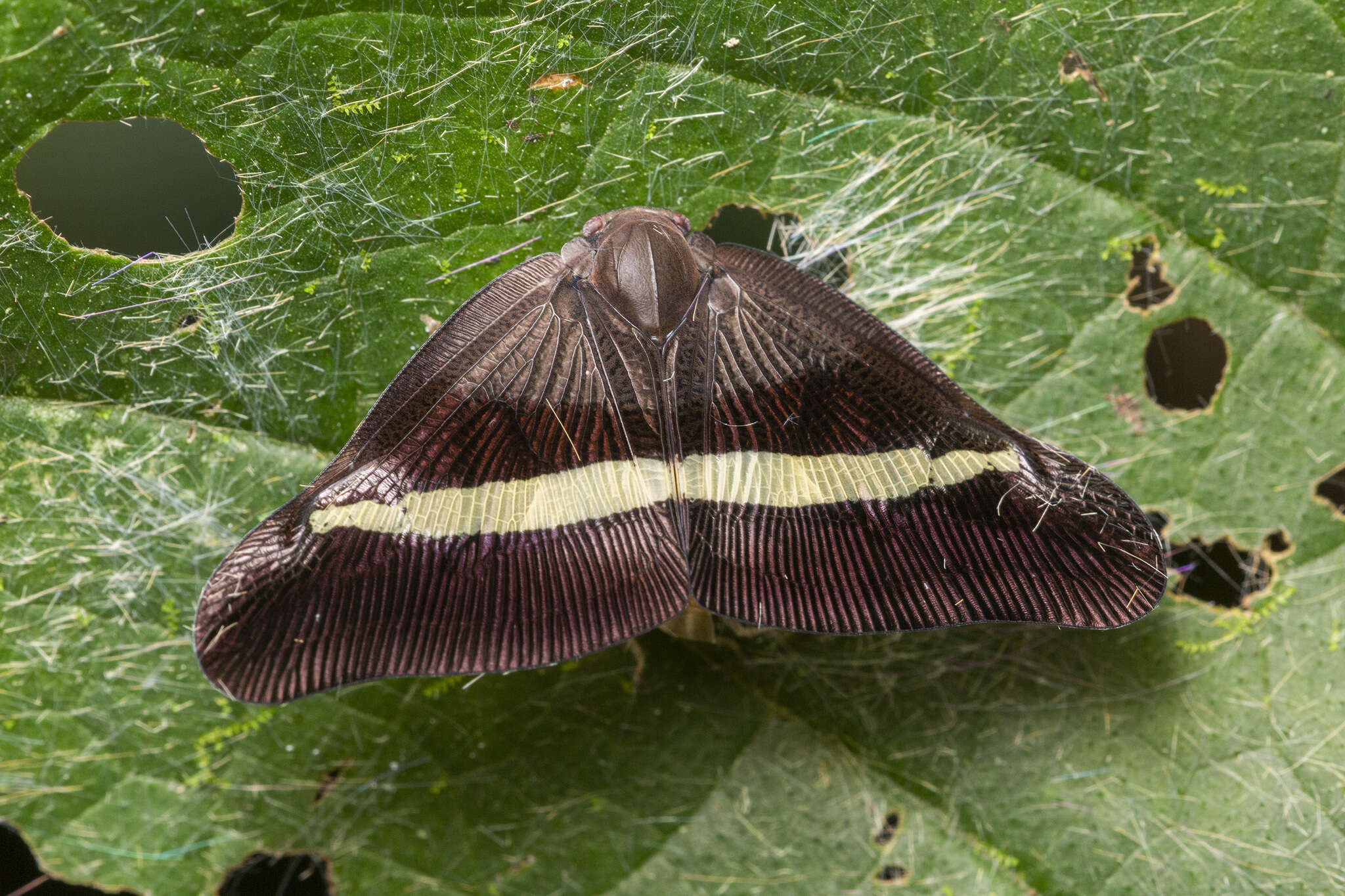 Image of Pochazia sinuata Stål 1865