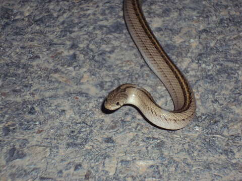 Image of Striped Kukri Snake