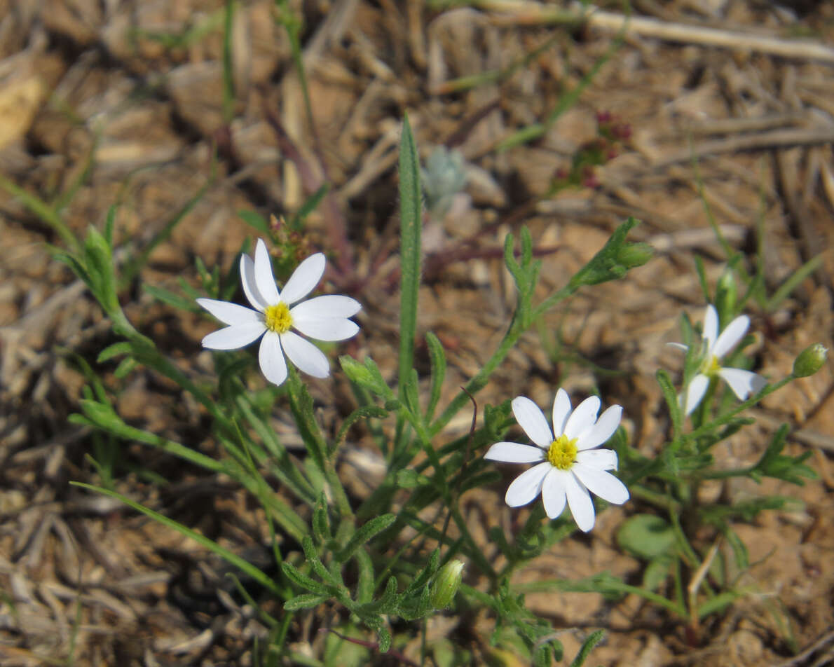 Image of Arkansas leastdaisy