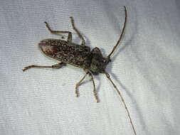 Image of Enaphalodes cortiphagus (Craighead 1923)