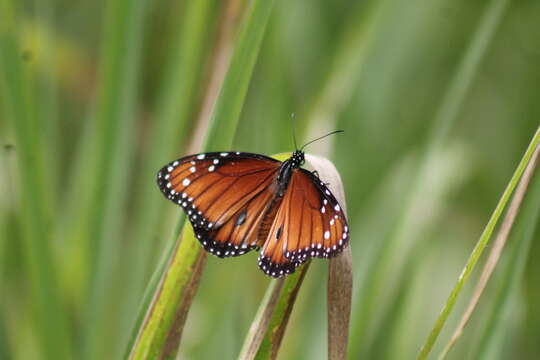 Image of Danaus (Anosia) eresimus subsp. montezuma Talbot 1943