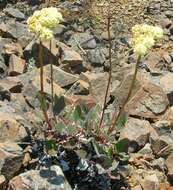 Image of arrowleaf buckwheat