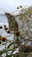 Image of Yellow-rumped Leaf-eared Mouse