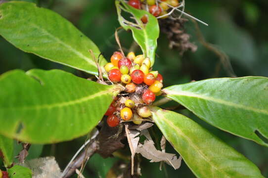 Psychotria psychotriifolia (Seem.) Standl. resmi