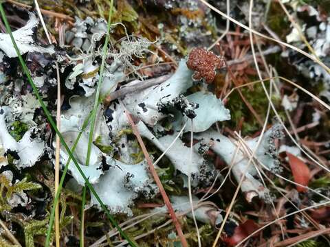 Image of Tremella parmeliarum Diederich 1996