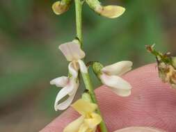 صورة Astragalus rusbyi Greene