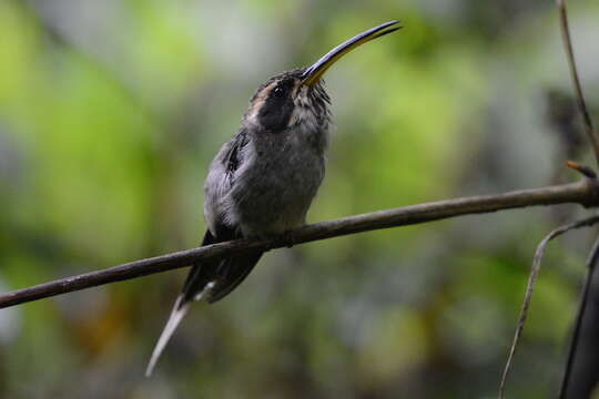 Image of Scale-throated Hermit