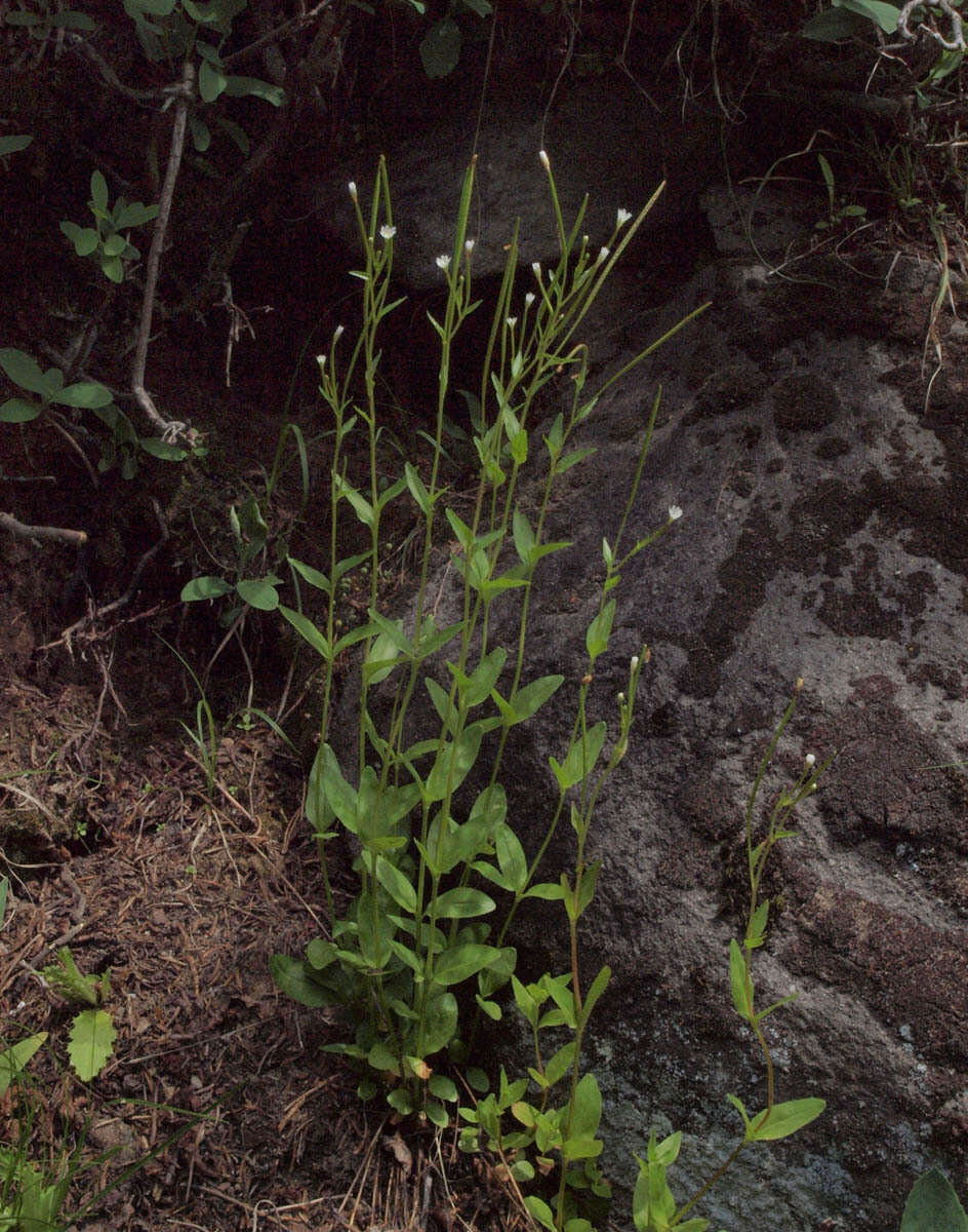 Image of White-Flower Willowherb