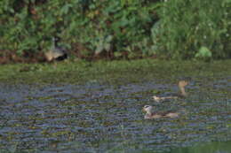 Image of Lesser Whistling Duck