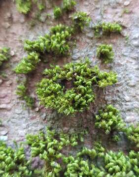 Image of zygodon moss