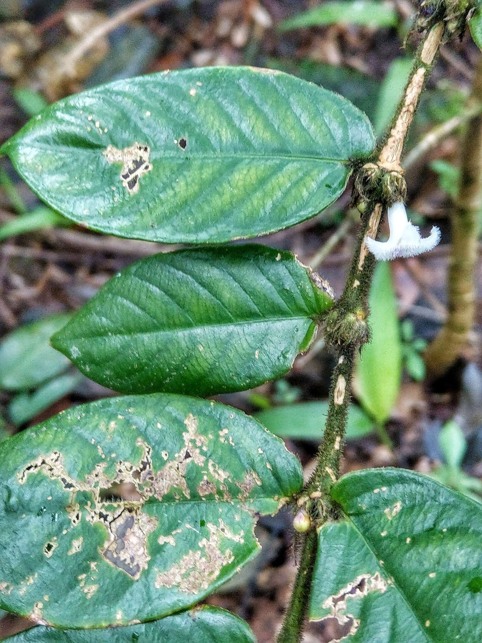 Image of Lasianthus attenuatus var. attenuatus