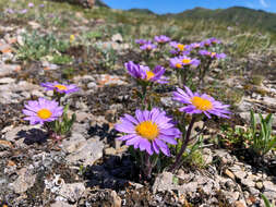 Image of Parry's Townsend daisy